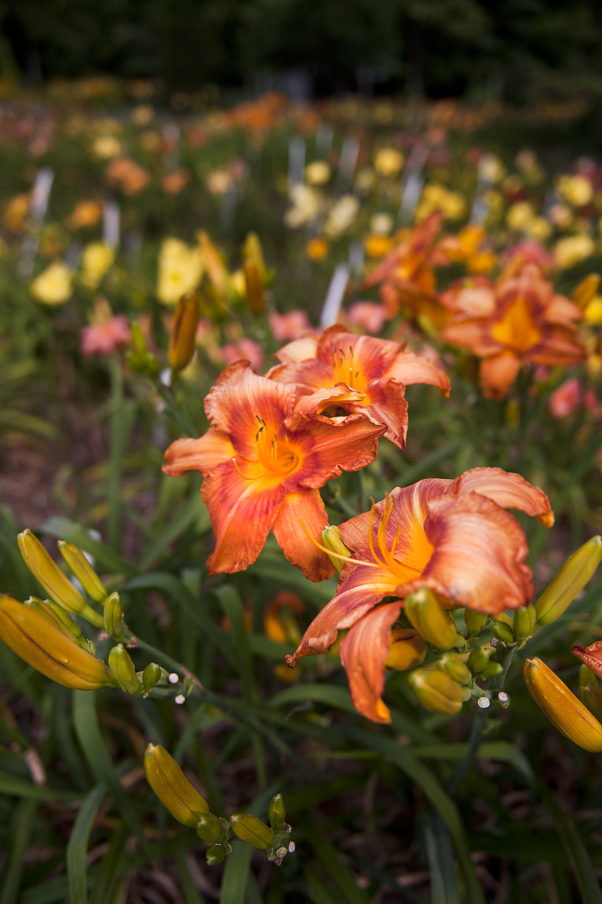 Davis Boxwood & Daylily Nursery